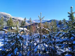 Verschneite Tannen rund um das Ferienhaus
