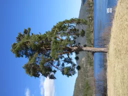 Klokkarbukti am Ufer des Vråvatn